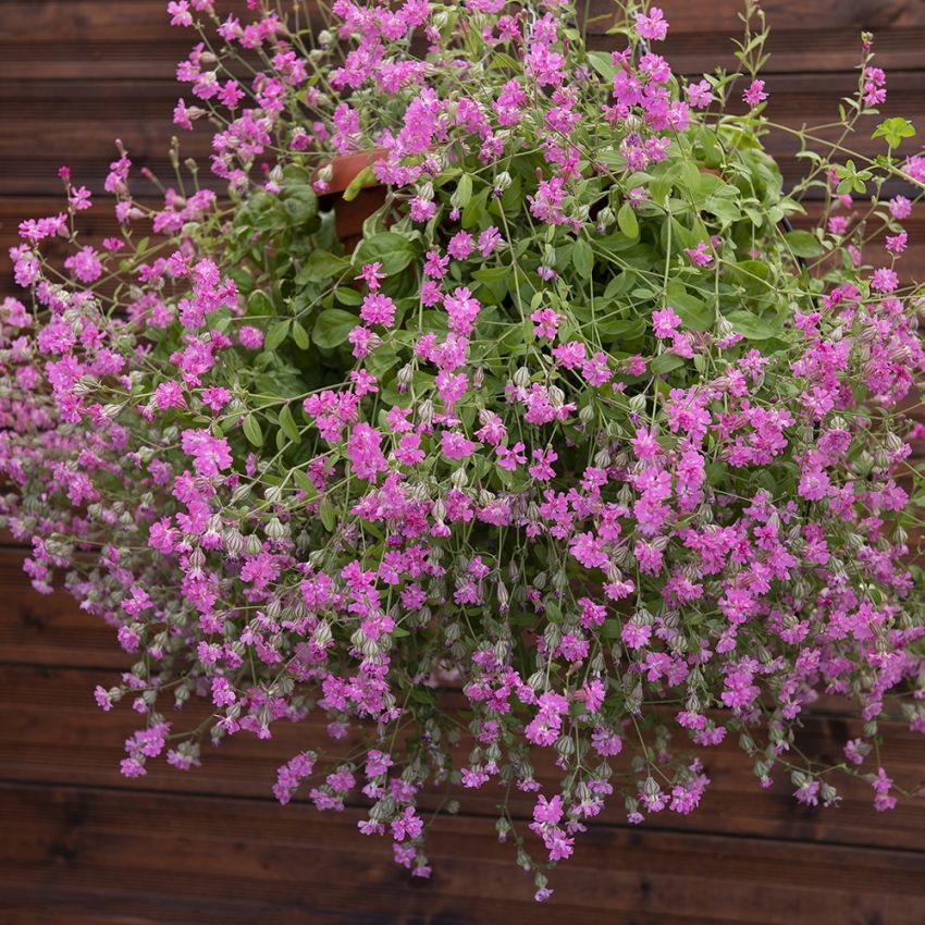 Sommarglim ''Sibella Carmine'' Långa rankor täckta av små blommor i  mörkrosa