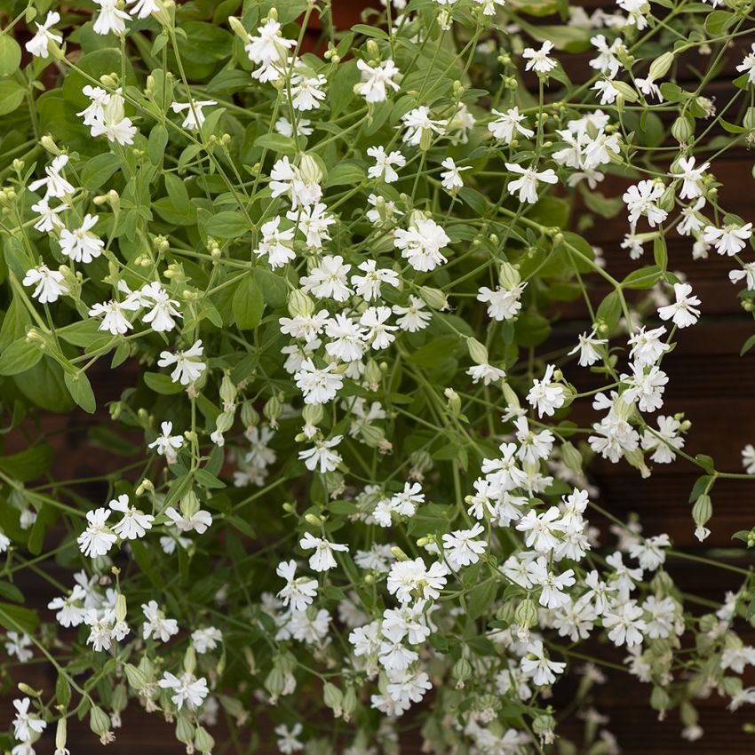 Sommarglim 'Sibella White' buskog marktäckare med små vita blommor