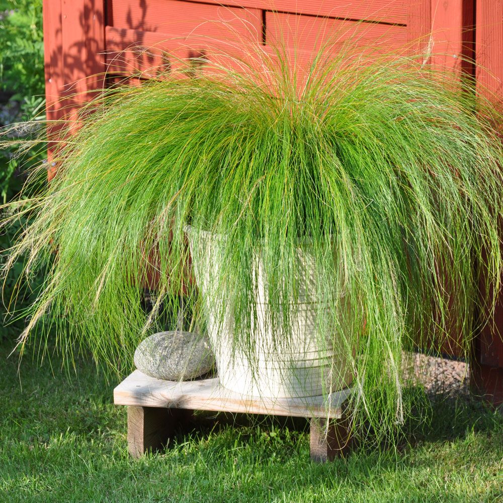 Svansfjädergräs Pony Tails, prydnadsgräs med smala, gröna blad och vippor