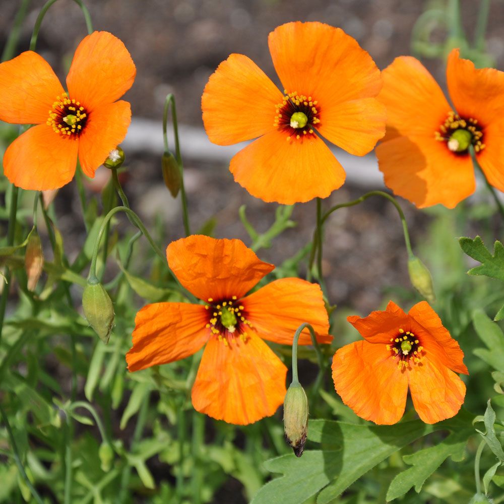 Vindvallmo ''Copper Queen'' Orange blommor med kopparton och svart center