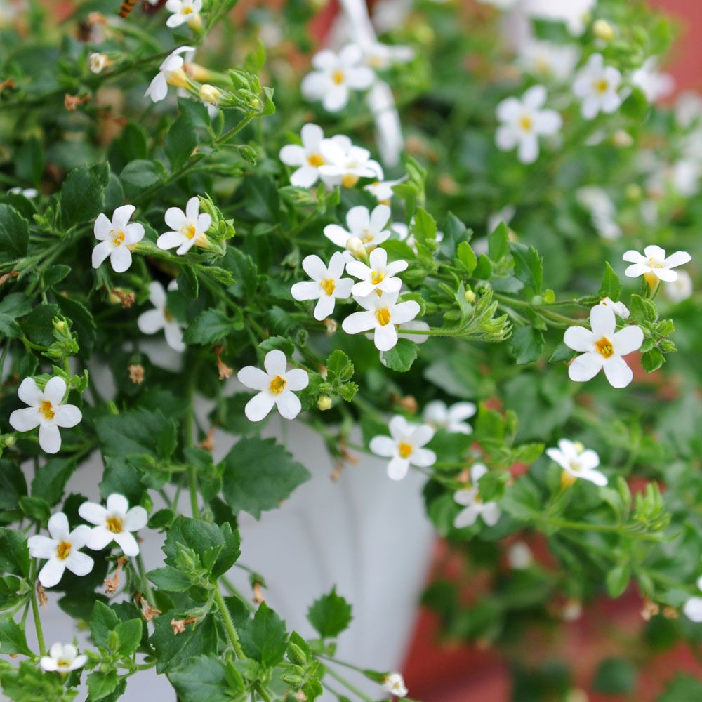 Snöflinga ''Snowtopia'' Vita småblommor längs stjälkarna, gröna blad