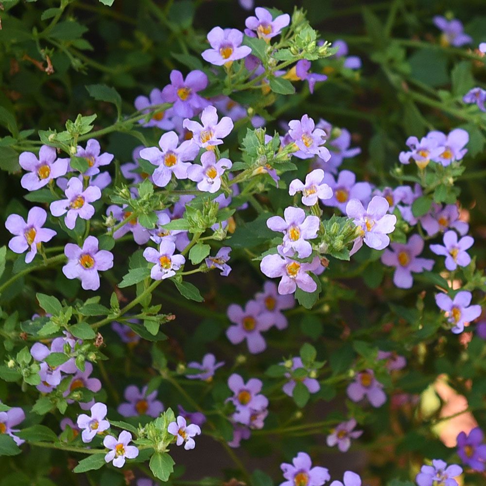 Snöflinga Blutopia Mängder av ljust lavendelblå småblommor längs stjälkarna