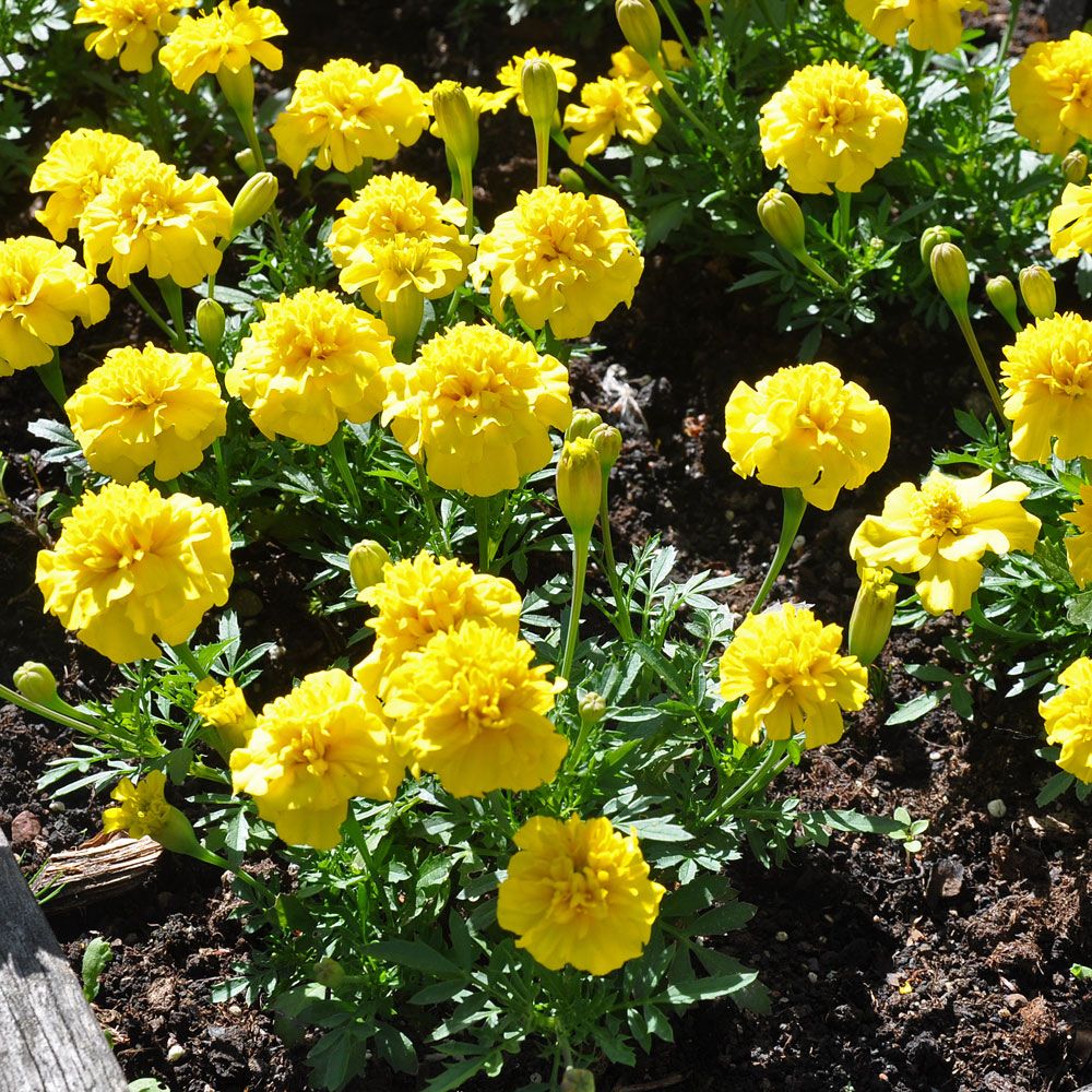 Sammetstagetes Primo Yellow Dubbelblommande. Citrongula blommor som små rosor