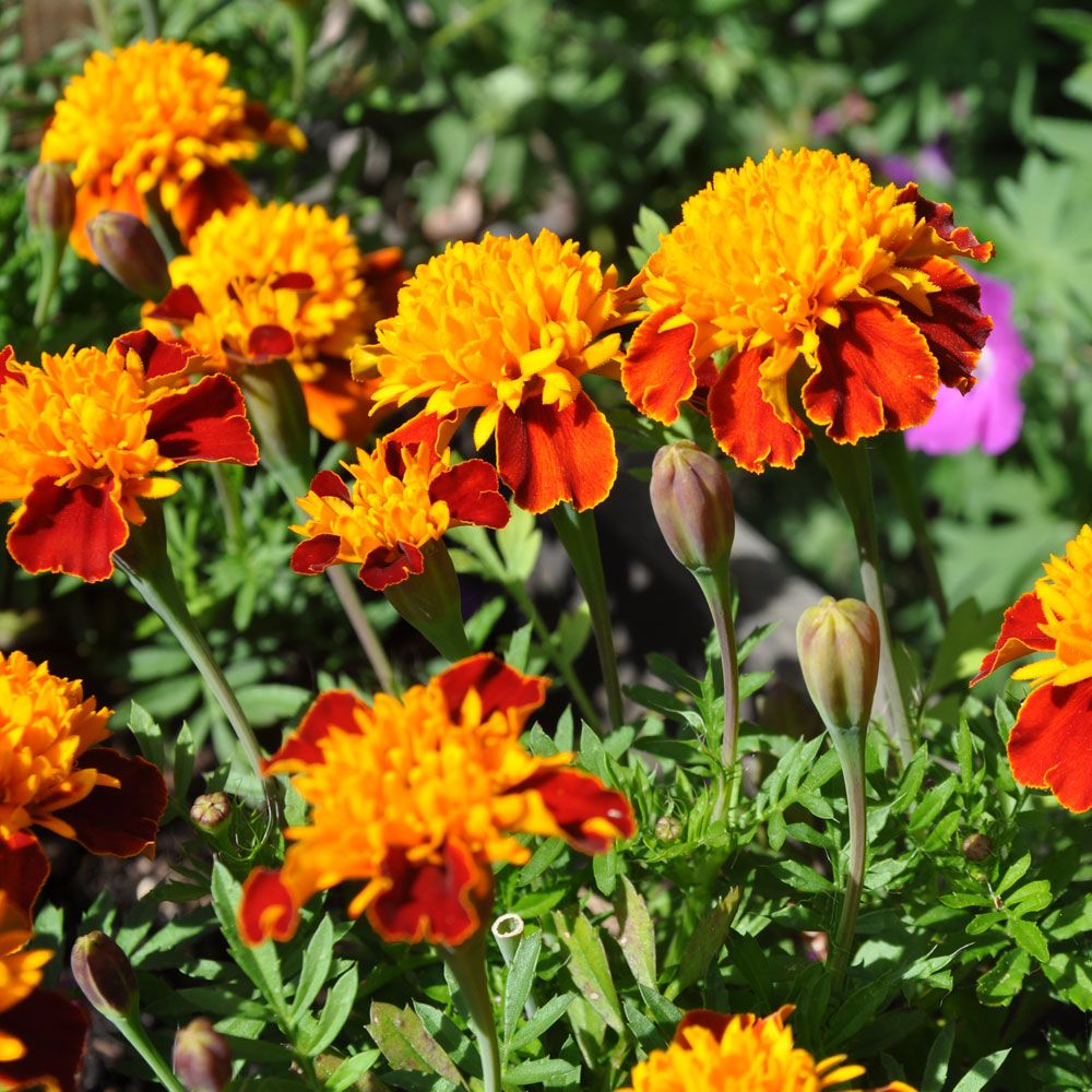 Sammetstagetes Tiger Eyes Blommor med guldgul, fylld mittkrona och röda kronblad