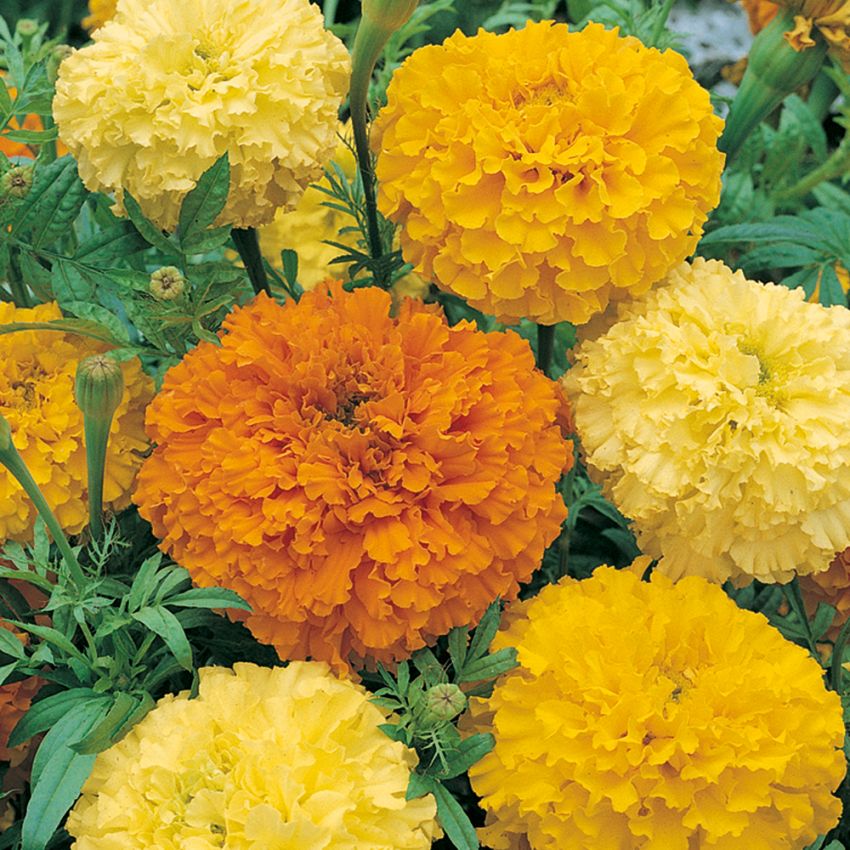 Stor Tagetes 'Crackerjack' Stora, dubbla, runda blommor i citrongult och orange