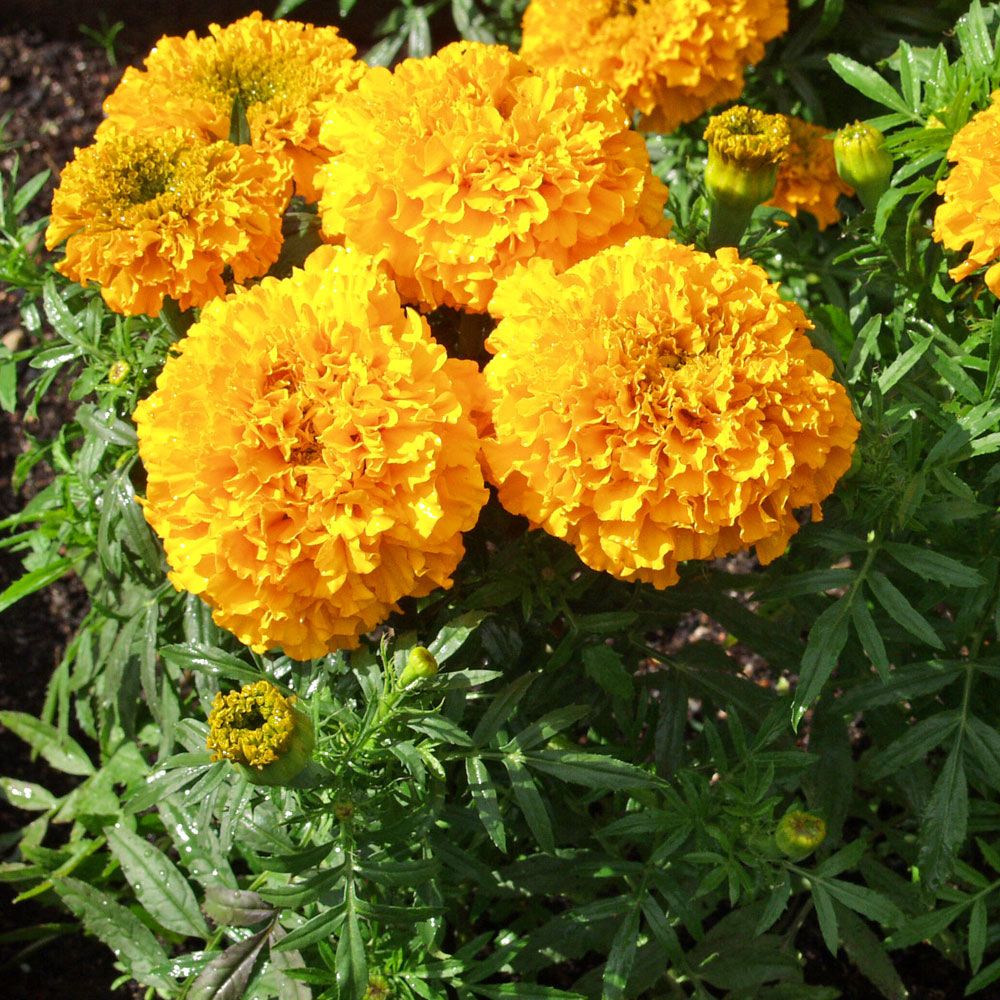 Stor Tagetes ''Odorless Golden Goddess'' Stora, tätt dubbla, guldorange blommor.