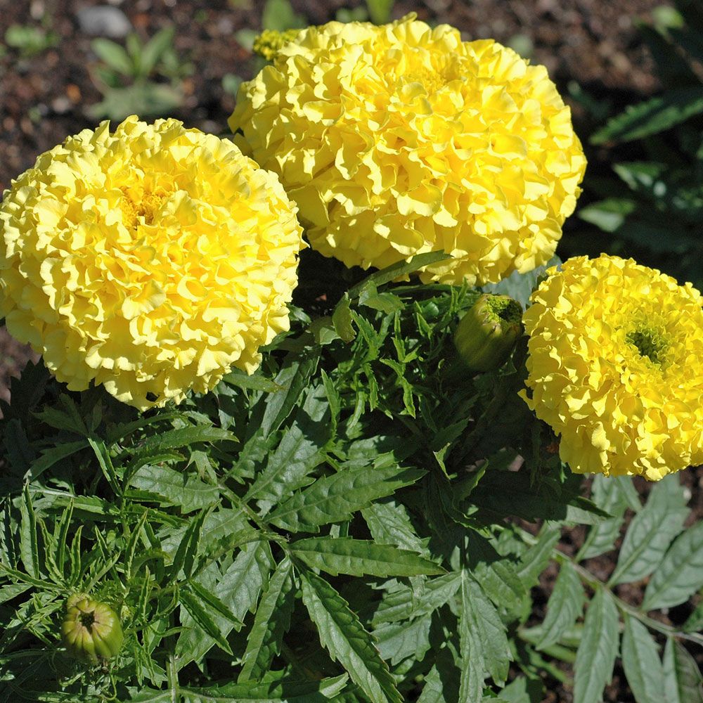 Stor Tagetes 'Moonlight', runda, stora, solgula blombollar