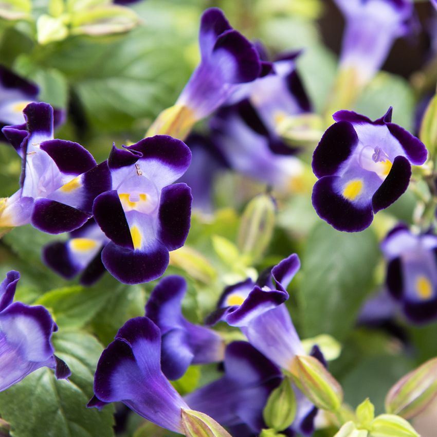 Torenia F1 ''''Little Kiss Blue''''