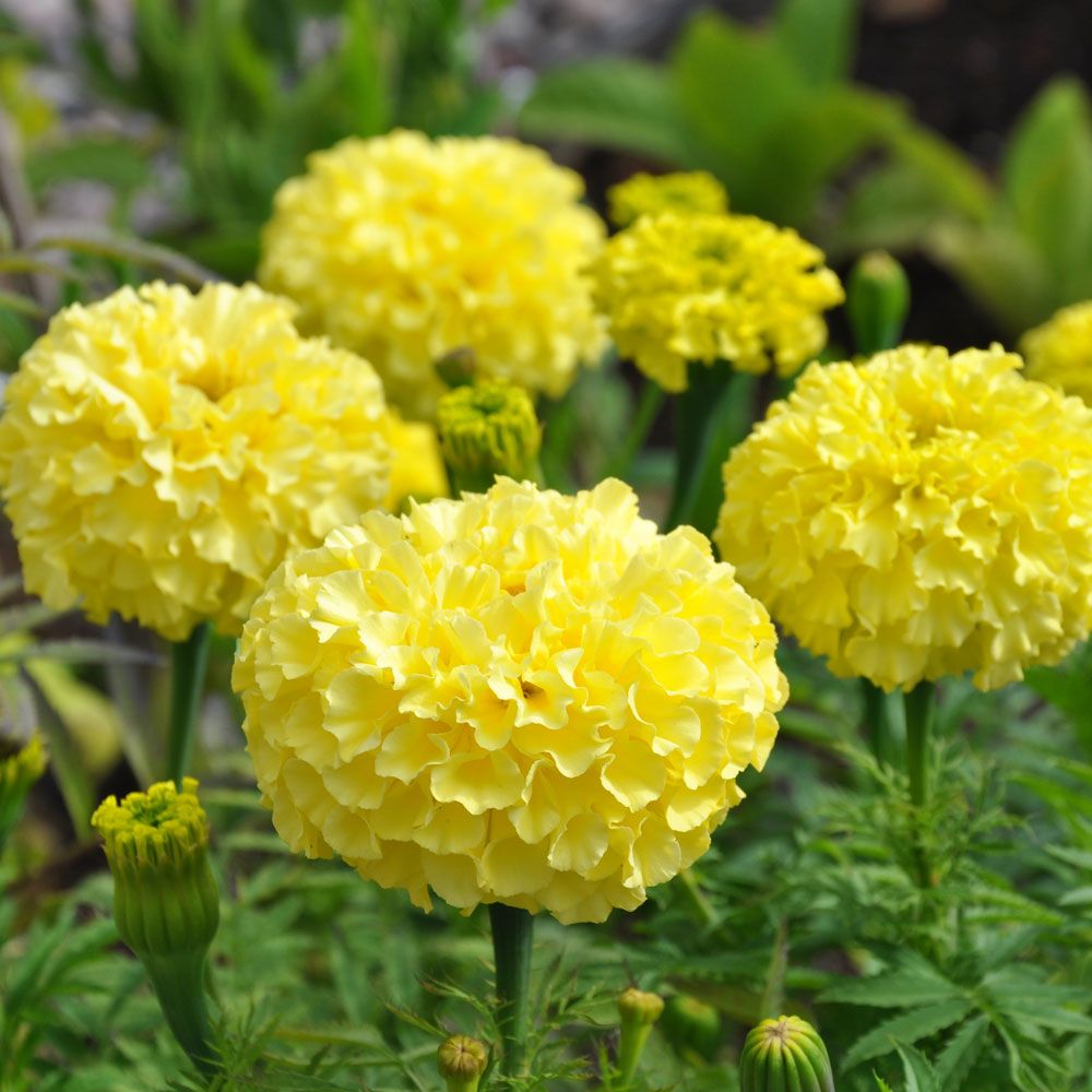 Stor Tagetes ''Alaska'' storblommande, citrongula blollar