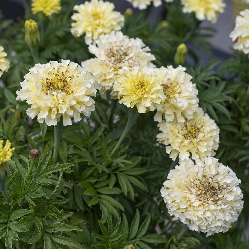 Stor Tagetes F1 Vanilla  Jättestora, tätt dubbla, cremevita blommor.