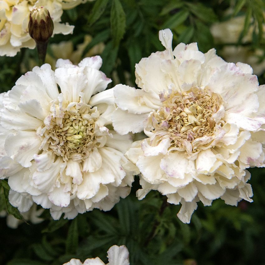 Stor Tagetes 'Sugar & Spice White', Storblommande tagetes med gräddvita, dubbla blommor.