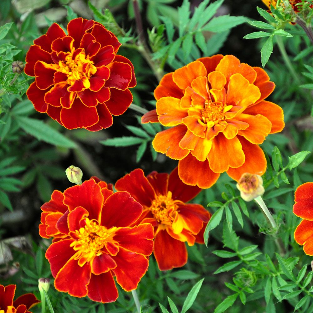 Stor Hybridtagetes ''Konstance'' mahognyröda, fyllda blommor, gula stänk i mitt