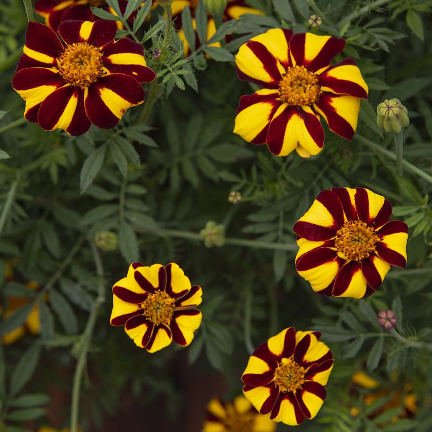 Sammetstagetes ''Court Jester'', stora blommor med randiga, gula och roströda bl