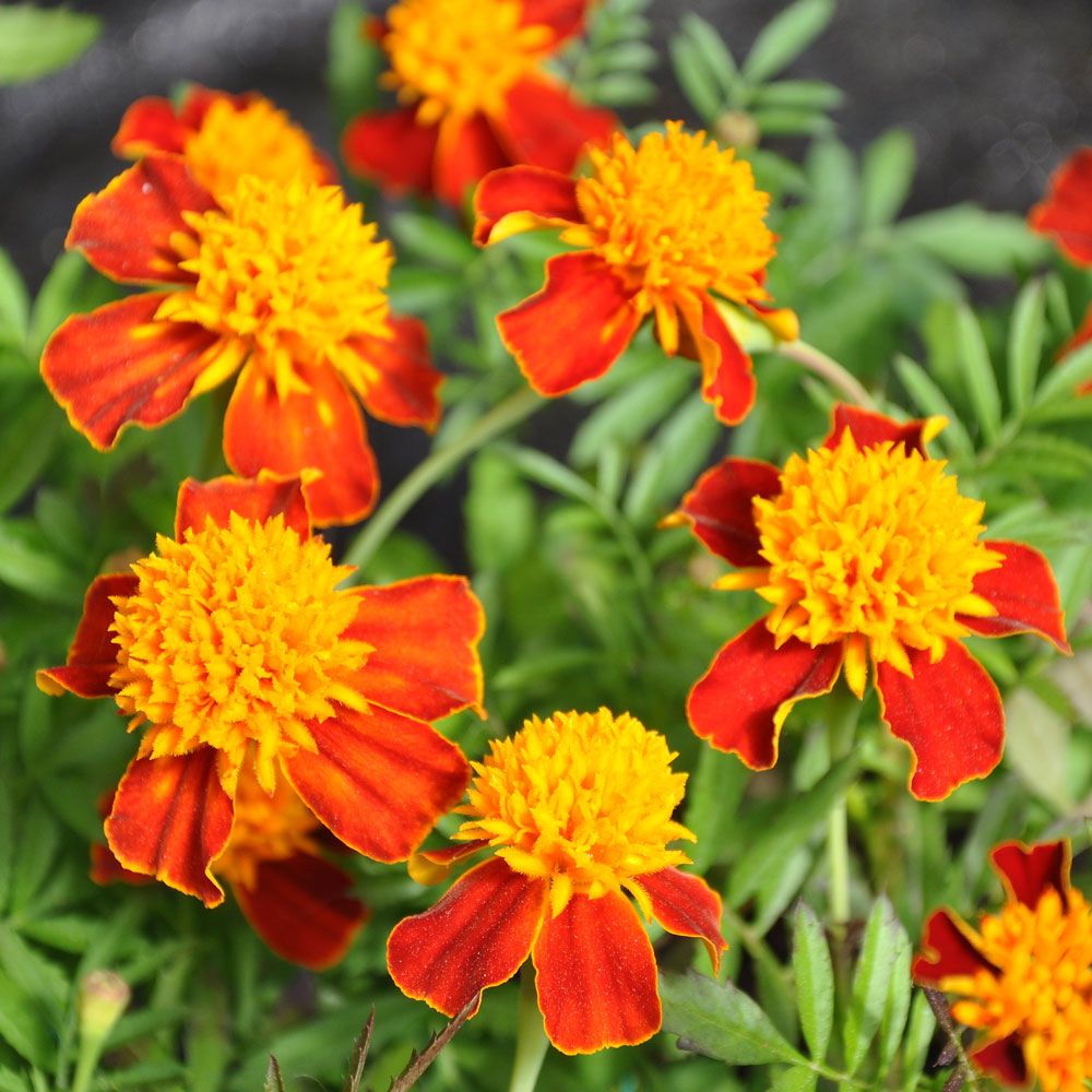 Sammetstagetes 'Orange Flame' i gruppen Fröer / Ettåriga blommor / Ätbara ettåriga blommor hos Impecta Fröhandel (8757)