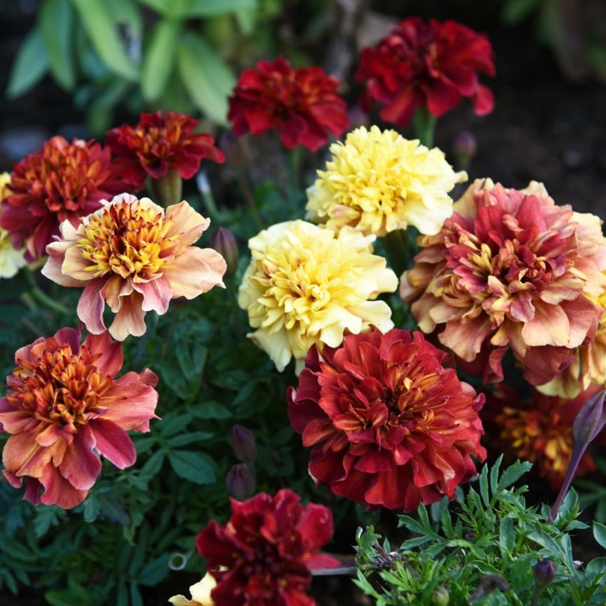 Sammetstagetes Strawberry Blonde fyllda blommor i rött, rosa, aprikos och gult.