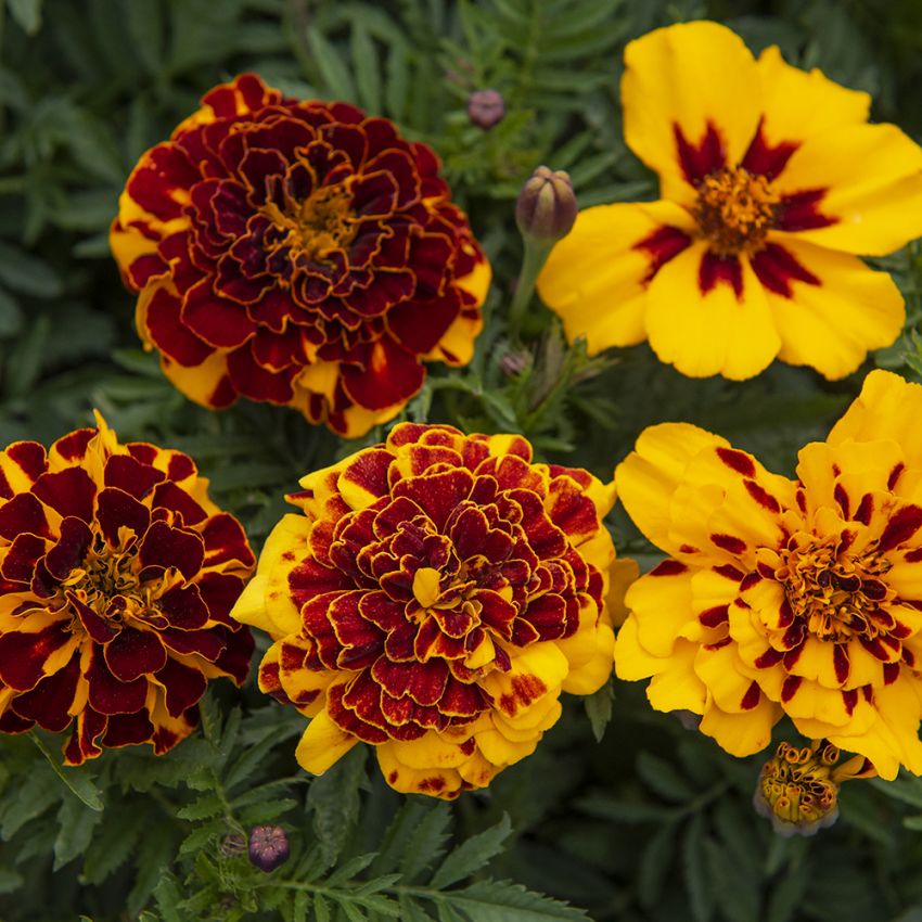 Sammetstagetes ''Goldilux'', Varmt gula blommor med roströd mitt.