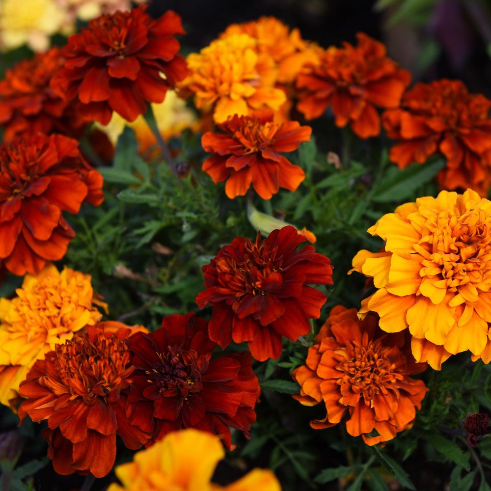 Sammetstagetes Fireball fyllda blommor i bronsrött, mörkorange och ljusorange