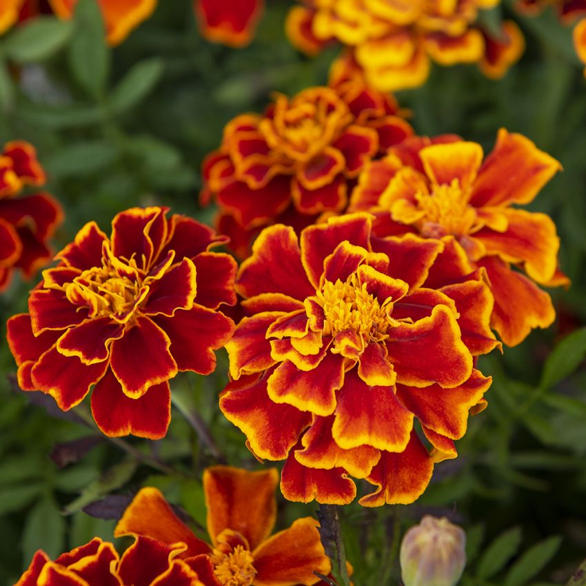 Sammetstagetes Honeycomb, Dubbla, tegelröda blommor, med guldgula kanter