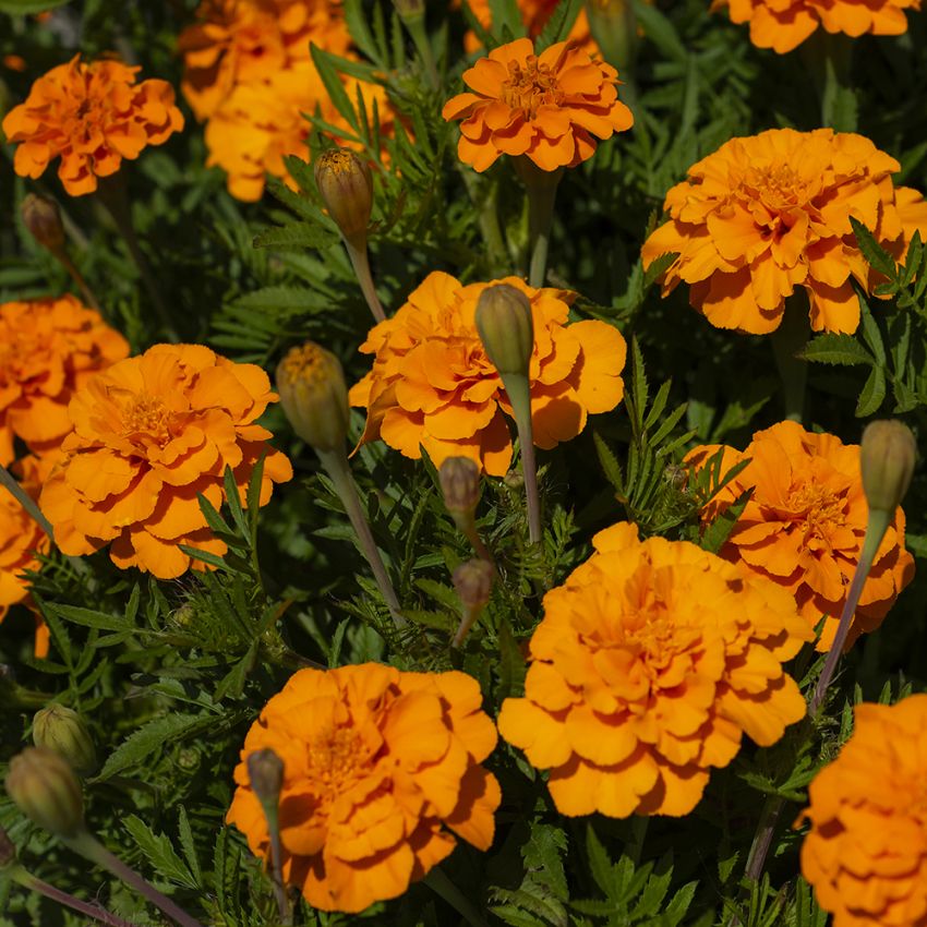 Sammetstagetes Glow, dubbelblommande. Intensivt, riktigt glödande orange