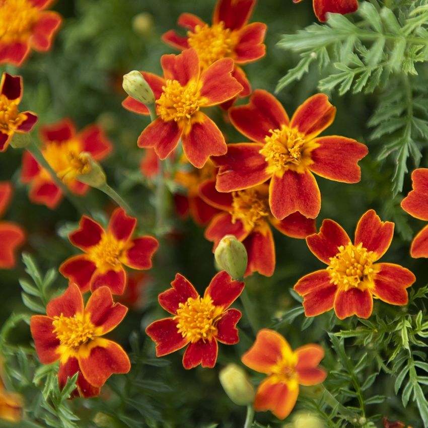 Liten Tagetes ''Red Gem'' Röda blommor med gul mitt. Finflikigt, bladverk