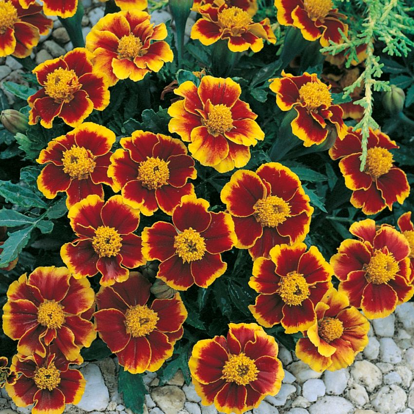 Sammetstagetes ''Red Marietta'' Stora, sammetsröda/gula, enkla blommor, gul mitt