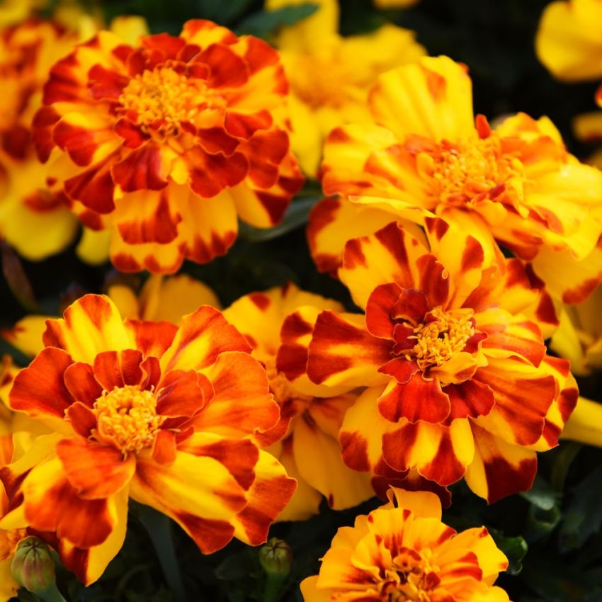 ammetstagetes Durango Bolero, Intensivt solgula, heldubbla, marmorerade blommor 