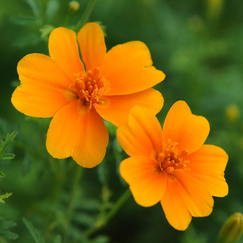 Liten Tagetes 'Orange Gem' i gruppen Fröer / Ettåriga blommor hos Impecta Fröhandel (8787)