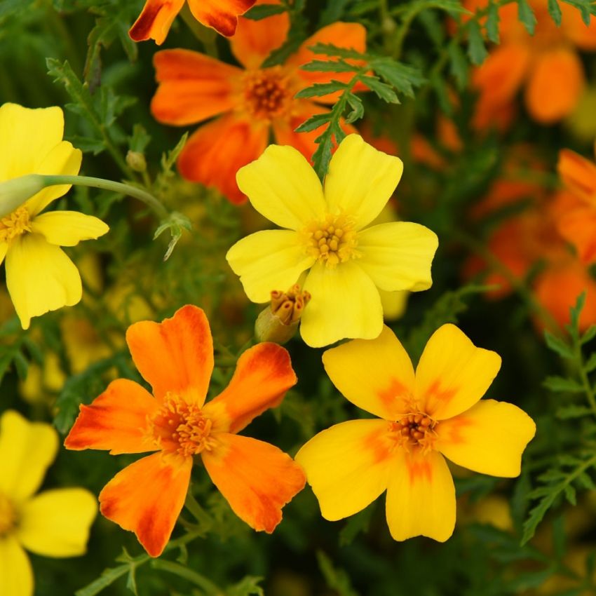 Liten Tagetes kryddtagetes med ett citrondoftande bladverk, gulorangea blommor.