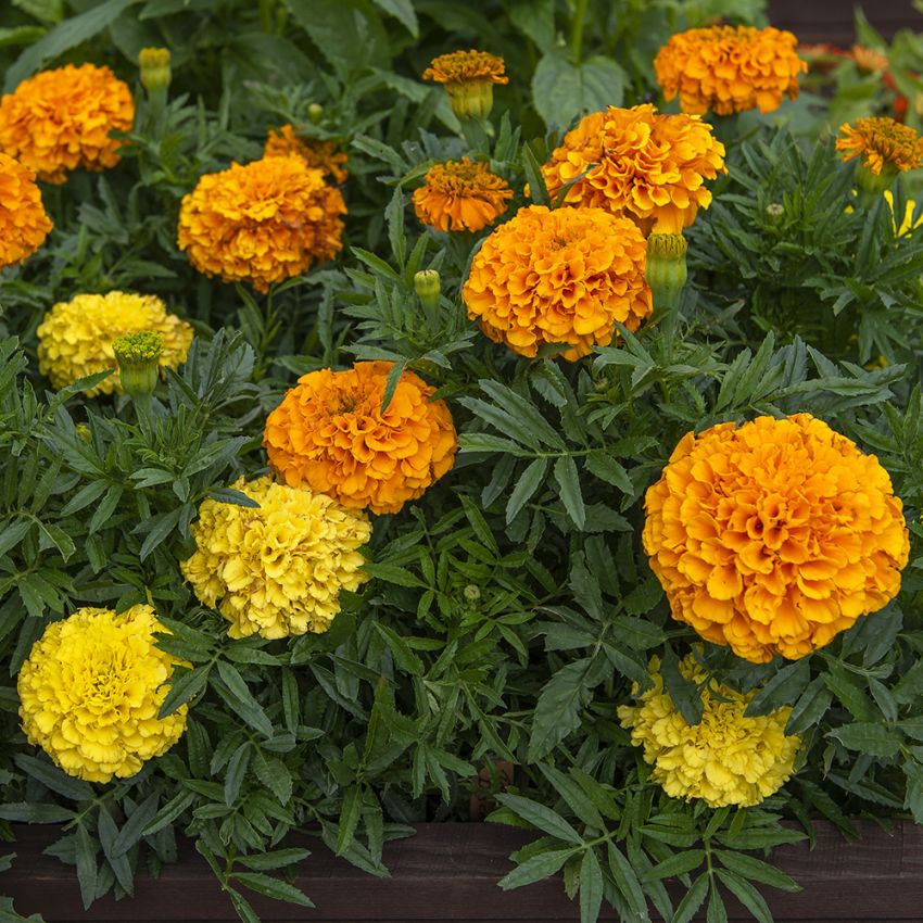 Stor Tagetes F1 ''Discovery''