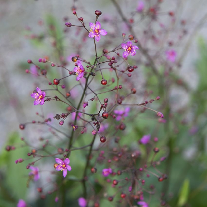 Bärnstensvippa 'Verde' blomstänglar med rosa små blommor och gröna bladrosetter