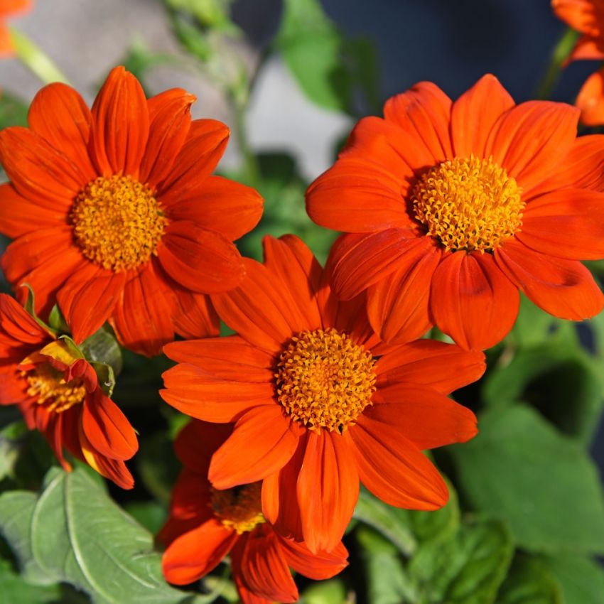 Inkakrage 'Orange Torch' intensivt orange blommor med orange mitt