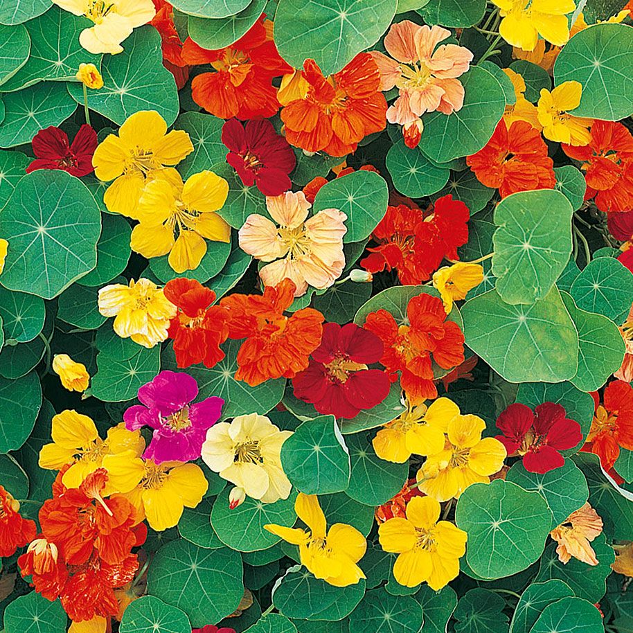 Slingerkrasse ''Jewel Of Africa'' blommor i stor färgskala med stora runda blad