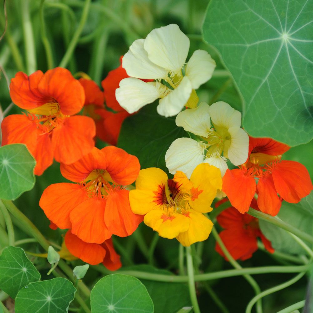 Slingerkrasse med blommor i blandning från cremevitt och gyllengult till orange 