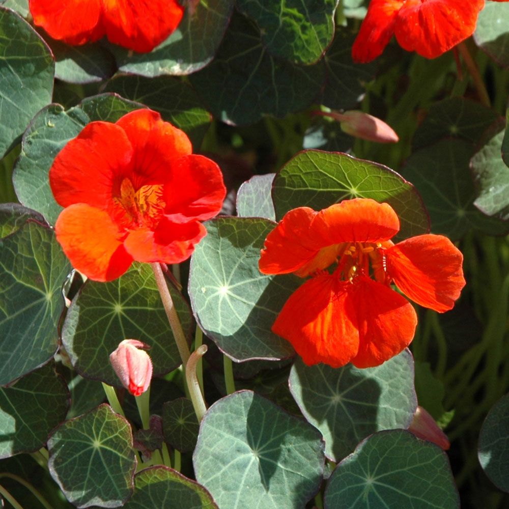 Buskkrasse Princess Of India Lågväxande, mörkgröna blad, blommor i orange/rött