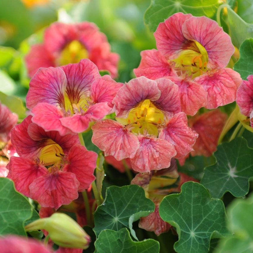 Buskkrasse ''Ladybird Rose'' Körsbärsröda till antikrosa blommor, gröna blad