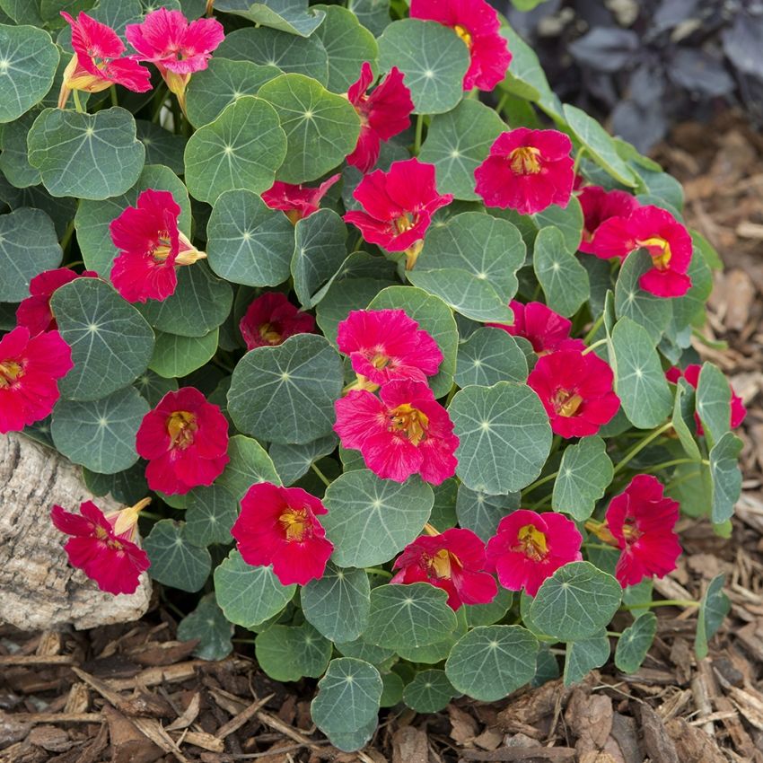 Buskkrasse 'Baby Rose' för krukor, amplar och kanter. Blommor och blad kan ätas.