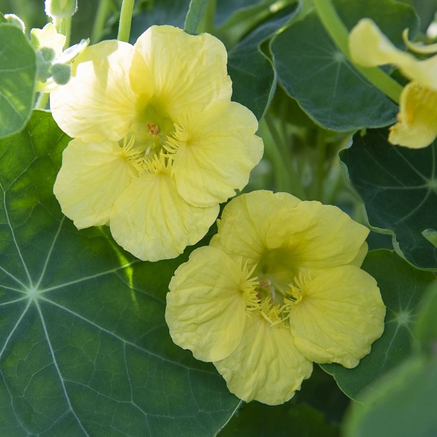 Buskkrasse ''Jewel Primrose'' Milt solgula blommor i fin harmoni med gröna blad