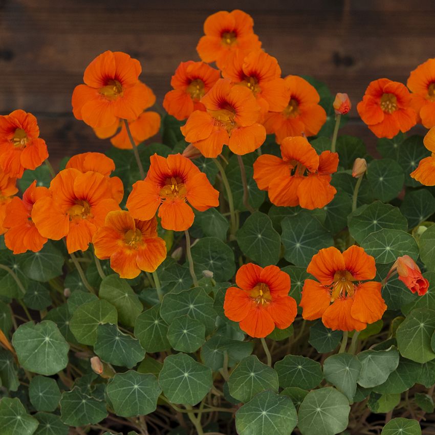 Buskkrasse 'Baby Orange' många men mindre blomor i knallorange 