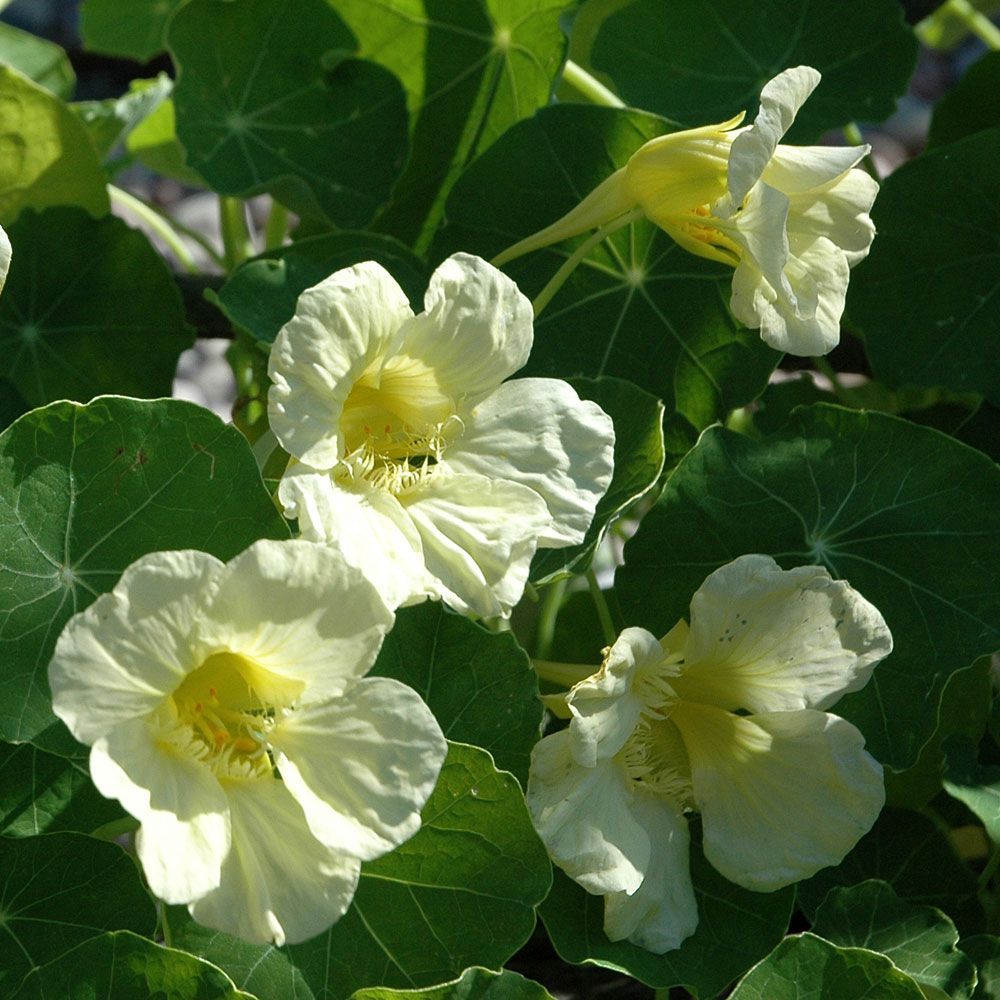 Slingerkrasse 'Ice Age' i gruppen Fröer / Ettåriga blommor hos Impecta Fröhandel (8803)