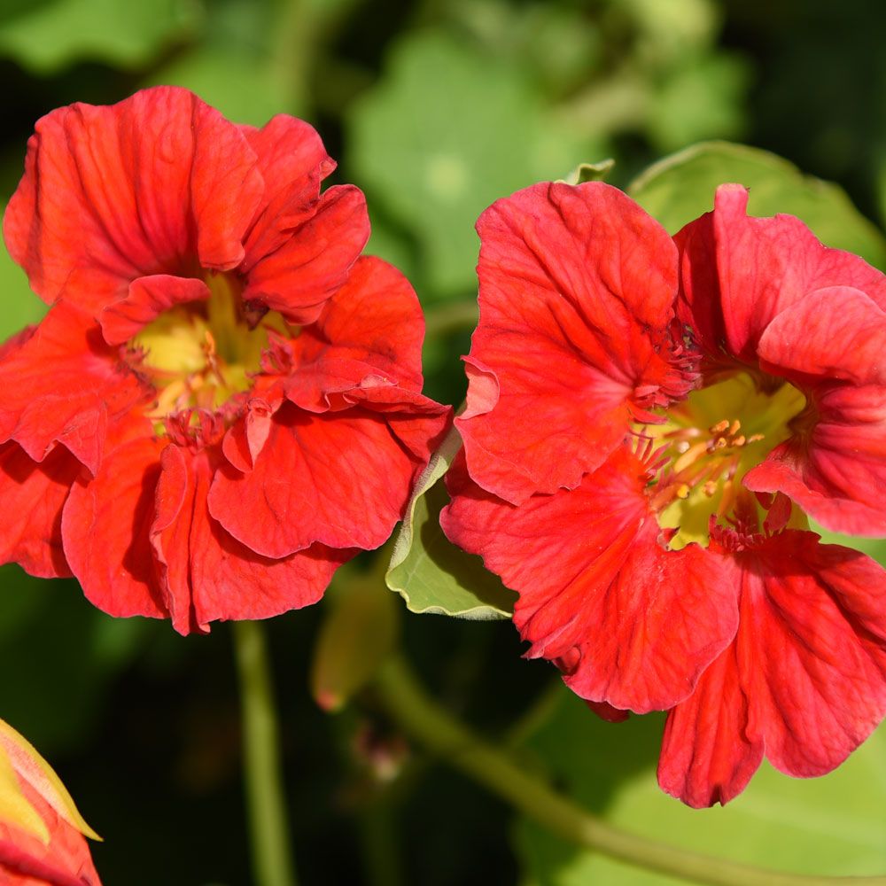 Slingerkrasse Cherrelle Blommor i körsbärsrött över ett limegrönt bladverk.