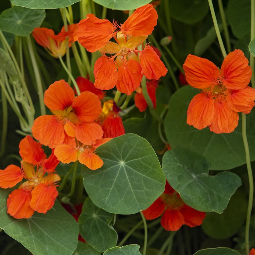 Buskkrasse ''Whirlybird Tangerine'', Stora, lysande orangeröda blommor.