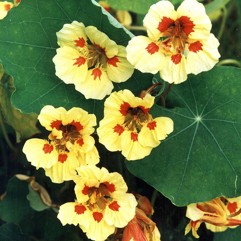 Buskkrasse ''Wina Born'' Spektakulära blommor i gult med röd teckning.