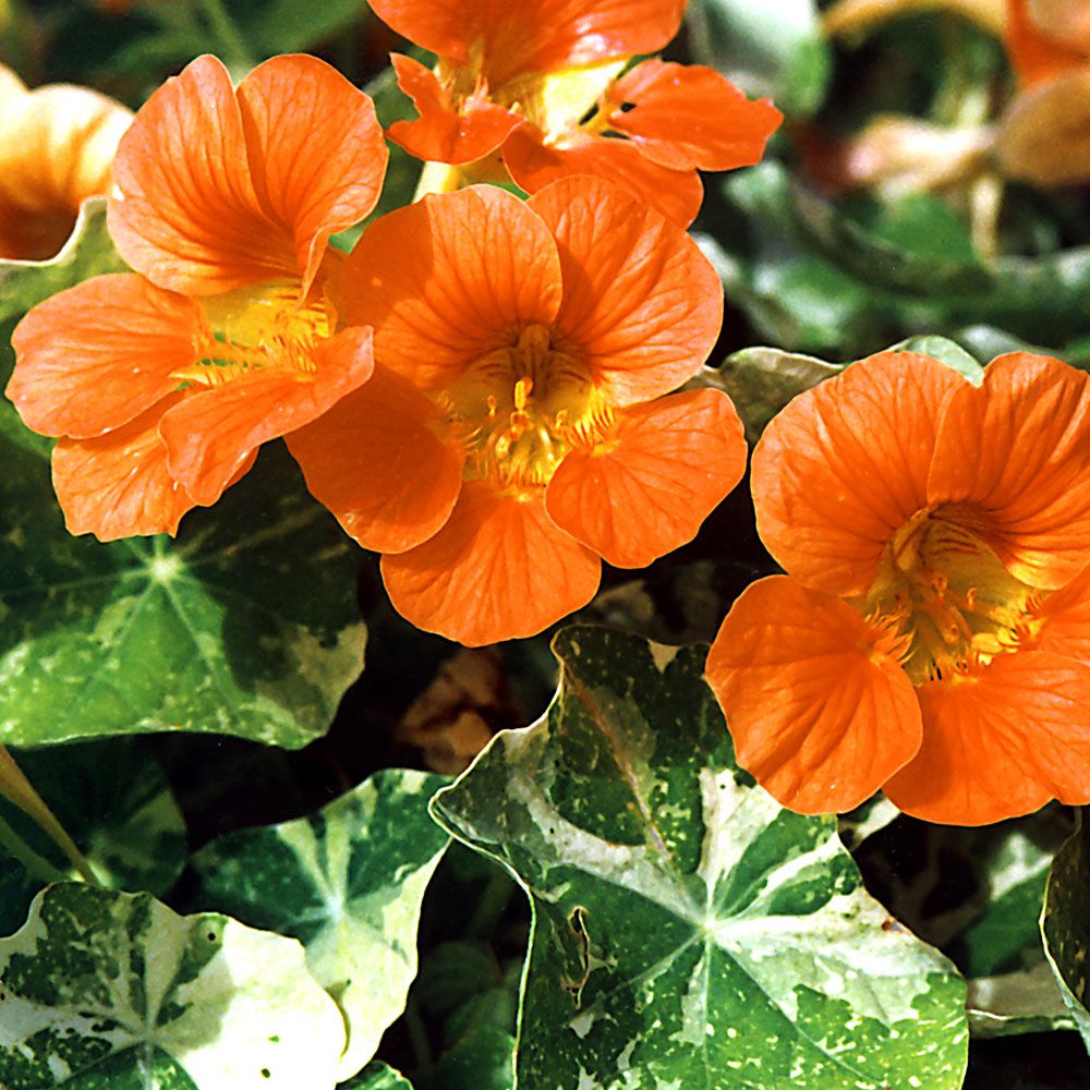 Buskkrasse ''Alaska Salmon Orange'' Blommor i laxorange med vitmarmorerade blad
