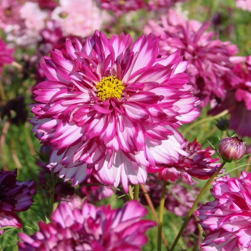 Rosenskära 'Double Click Bicolour Violet', vackra, stora, halv- till heldubbla blommor, tvåfärgade i vitt och rosaviolett.