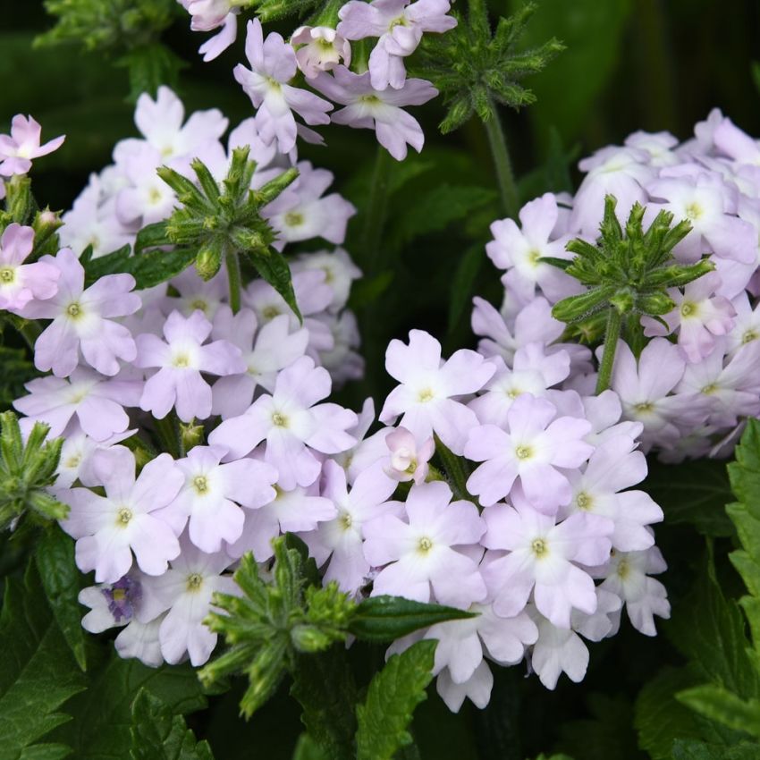 Trädgårdsverbena Quartz XP Silver Stora, täta blomflockar i en silver/rosa nyans
