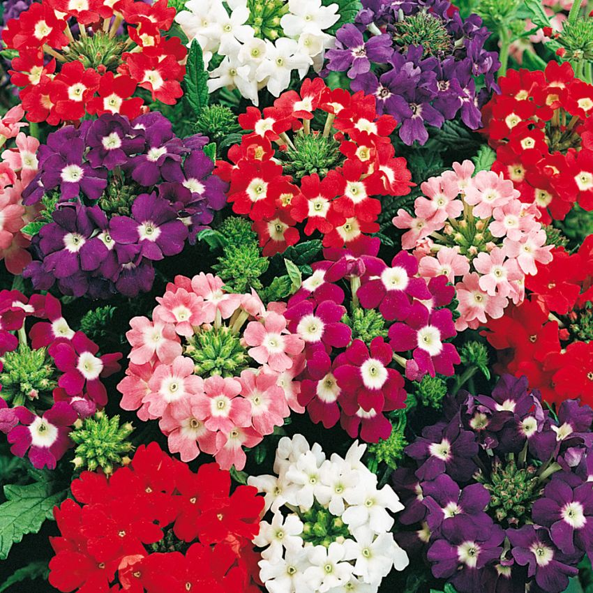 Trädgårdsverbena med buskigt växtsätt och blomflockar i blandade färger. 