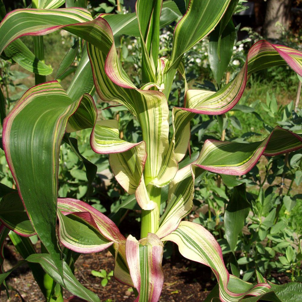 Prydnadsmajs Striped-Leafed Dekorativt randiga blad i rött, gult, vitt och grönt