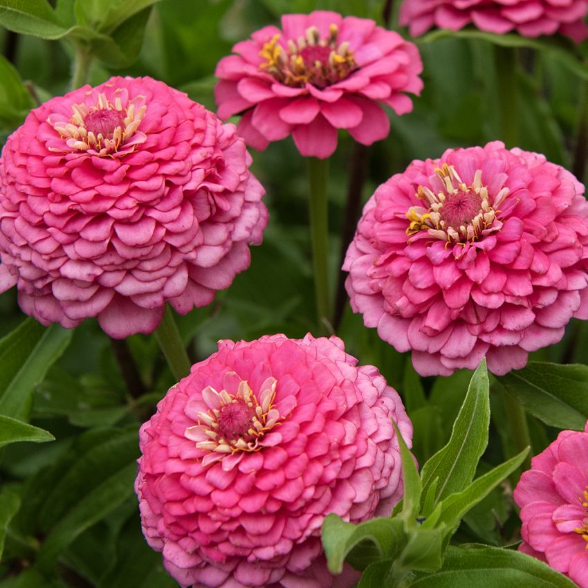 Zinnia 'Oklahoma Pink', Halv- till heldubbla blommor i djupt ceriserosa med ljusare kronbladskanter.