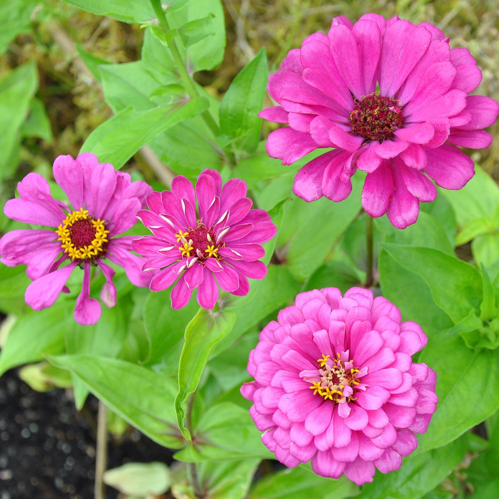 Zinnia Purple Prince Stora, dubbla blommor av dahliatyp i intensivt purpurrosa