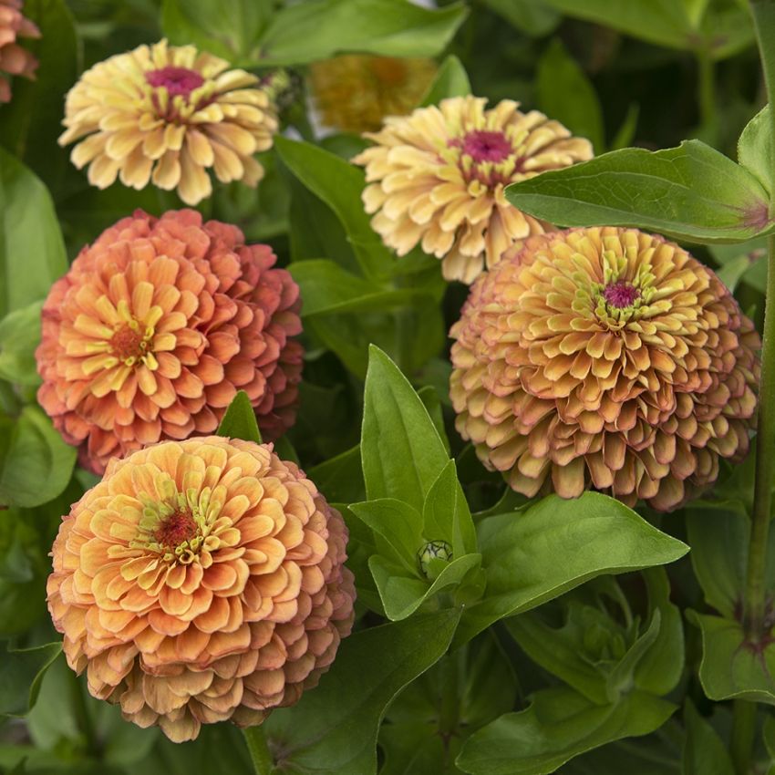 Zinnia Queeny Lime orange, i limegrönt och hallonrosa med varierande teckning